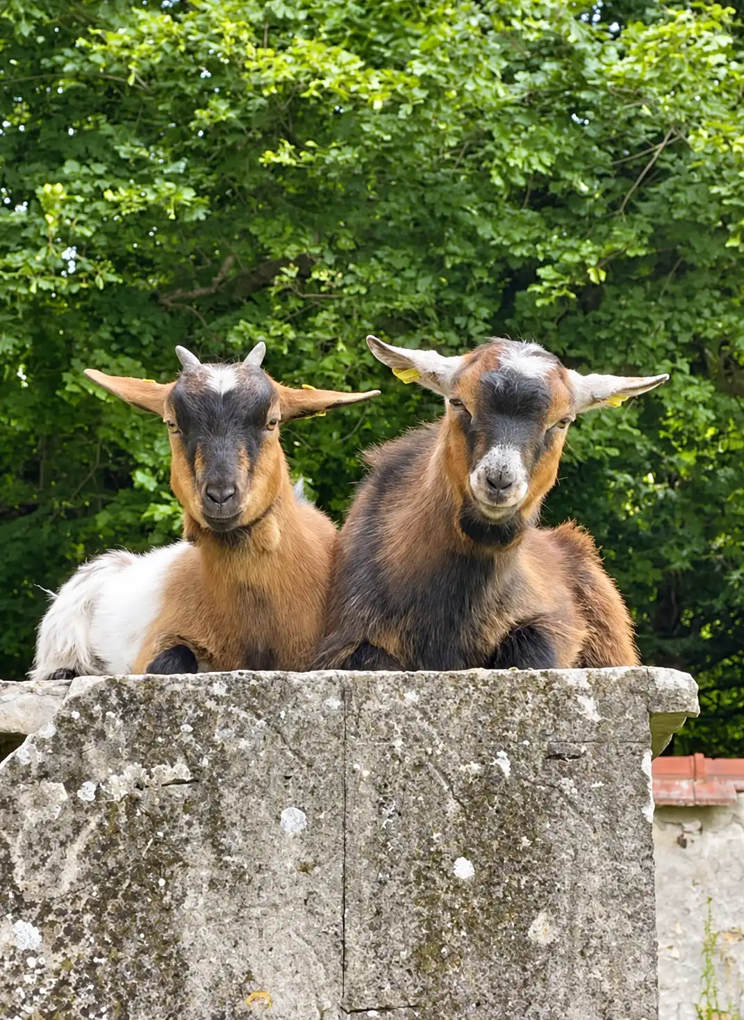 Deux chèvres naines brunes perchées sur un muret de pierre