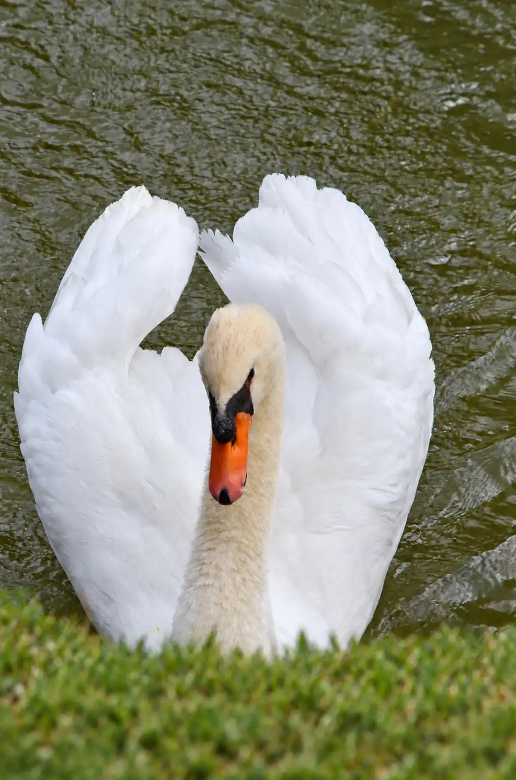 Cygne blanc de face sur l'eau, ailes relevées