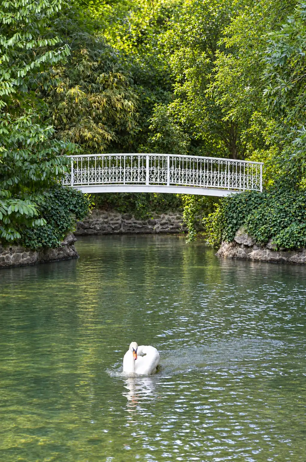Cygne blanc nageant sous la passerelle en fer forgé