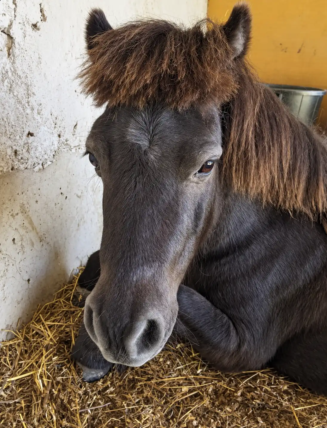 Tête d'un poney noir à la crinière rousse, couché dans la paille