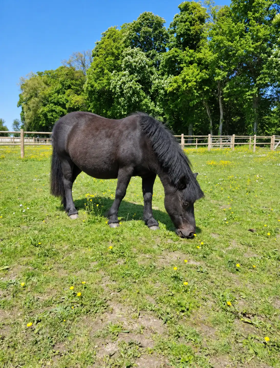 Poney noir broutant dans un pré fleuri de pissenlits