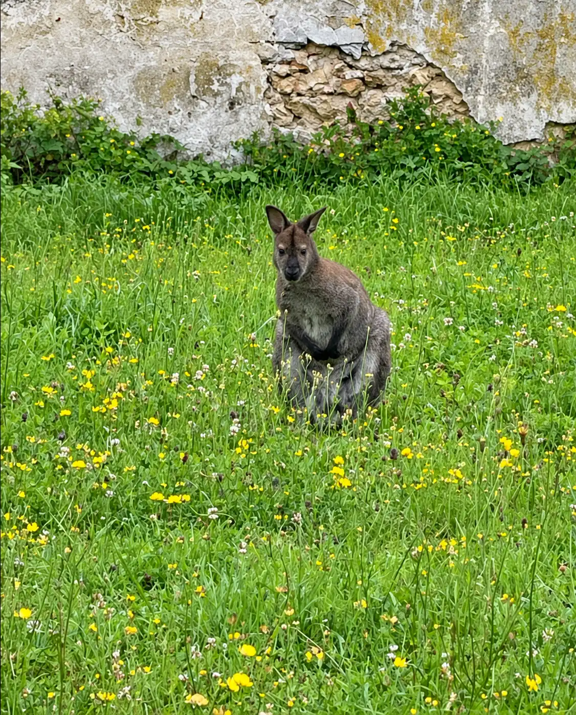 Wallaby gris debout dans l'herbe haute fleurie devant un mur ancien